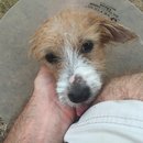 Atti Post Surgery (629643)