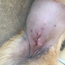 Atti Post Surgery (629724)