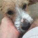 Atti Post Surgery (629858)