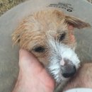 Atti Post Surgery (629843)