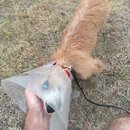 Atti Post Surgery (629859)