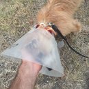 Atti Post Surgery (629734)