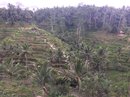 Tegalalang Rice Terraces (642162)