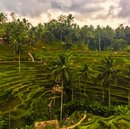 Tegalalang Rice Terraces (642338)