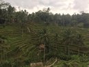 Tegalalang Rice Terraces (642137)