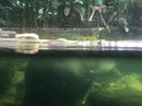 Singapore Zoo and Malaysian Day Trip (642166)