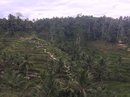 Tegalalang Rice Terraces (642262)