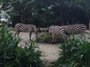 Singapore Zoo and Malaysian Day Trip (642170)