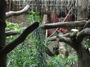 Singapore Zoo and Malaysian Day Trip (642324)