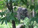 Singapore Zoo and Malaysian Day Trip (642265)