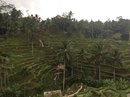 Tegalalang Rice Terraces (642218)