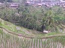 Tegalalang Rice Terraces (642216)