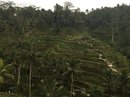 Tegalalang Rice Terraces (642149)