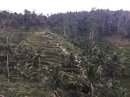 Tegalalang Rice Terraces (642320)