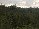 Tegalalang Rice Terraces (642221)