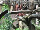Singapore Zoo and Malaysian Day Trip (642206)