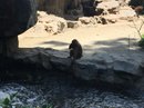 Singapore Zoo and Malaysian Day Trip (642323)