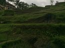 Tegalalang Rice Terraces (642177)