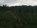 Tegalalang Rice Terraces (642269)