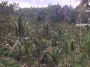 Tegalalang Rice Terraces (642155)