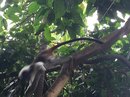 Singapore Zoo and Malaysian Day Trip (642169)