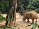 Singapore Zoo and Malaysian Day Trip (642143)