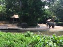 Singapore Zoo and Malaysian Day Trip (642302)
