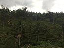 Tegalalang Rice Terraces (642520)