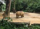 Singapore Zoo and Malaysian Day Trip (642591)