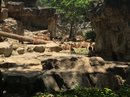 Singapore Zoo and Malaysian Day Trip (642415)