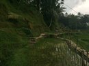 Tegalalang Rice Terraces (642507)