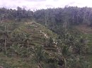 Tegalalang Rice Terraces (642598)