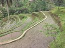 Tegalalang Rice Terraces (642402)