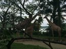 Singapore Zoo and Malaysian Day Trip (642412)