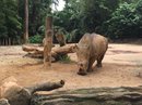 Singapore Zoo and Malaysian Day Trip (642453)