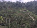 Tegalalang Rice Terraces (642469)