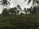 Tegalalang Rice Terraces (642478)