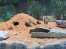 Singapore Zoo and Malaysian Day Trip (642477)