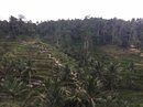 Tegalalang Rice Terraces (642614)