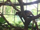 Singapore Zoo and Malaysian Day Trip (642561)