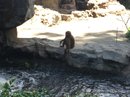 Singapore Zoo and Malaysian Day Trip (642593)