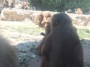 Singapore Zoo and Malaysian Day Trip (642474)