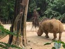 Singapore Zoo and Malaysian Day Trip (642382)