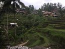 Tegalalang Rice Terraces (642748)