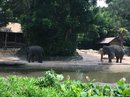 Singapore Zoo and Malaysian Day Trip (642819)