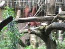 Singapore Zoo and Malaysian Day Trip (642821)