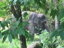 Singapore Zoo and Malaysian Day Trip (642859)
