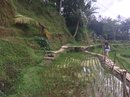 Tegalalang Rice Terraces (642865)