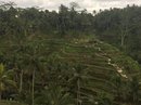 Tegalalang Rice Terraces (642827)