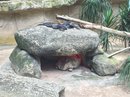 Singapore Zoo and Malaysian Day Trip (642863)